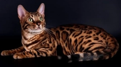 Бенгалска котка